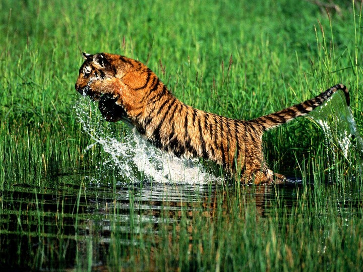 Tiger