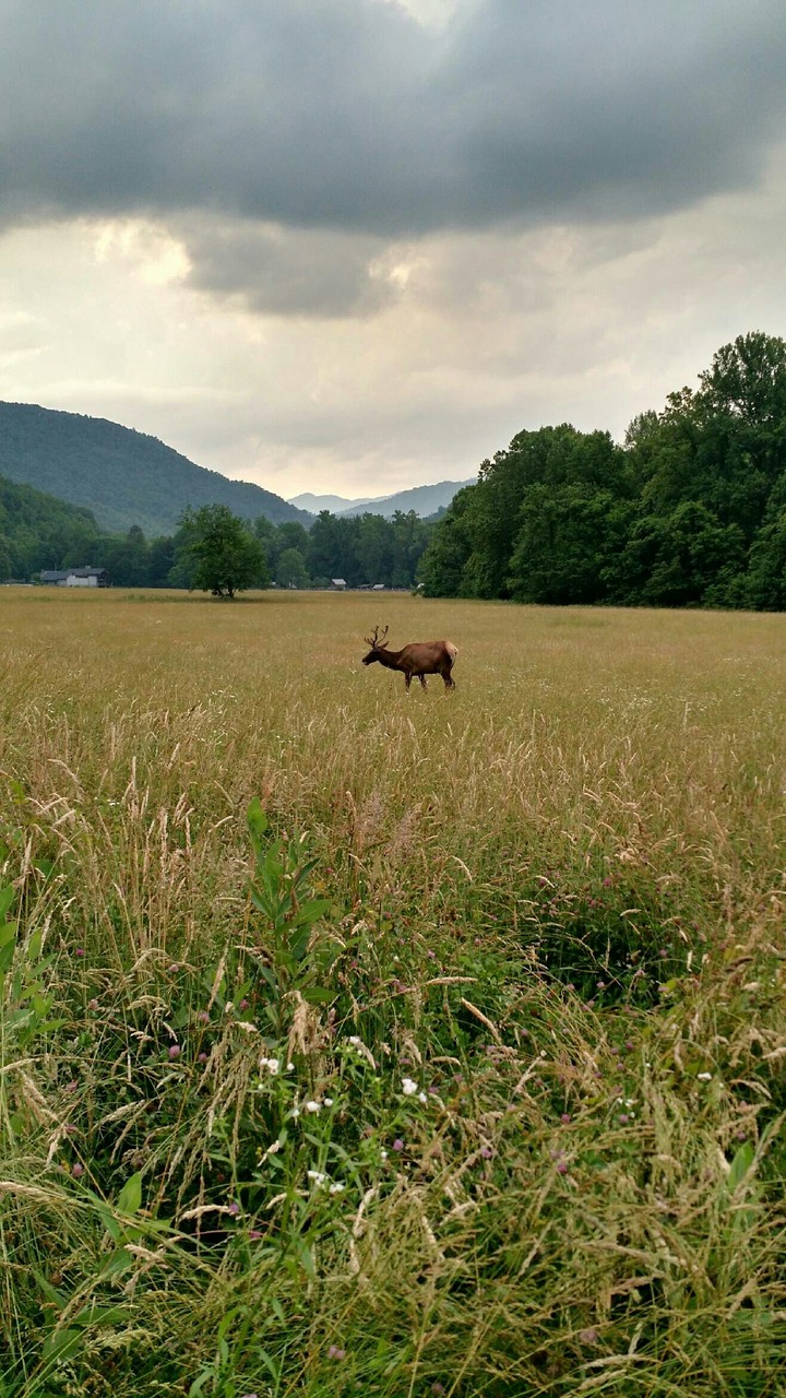 Elk Scenery