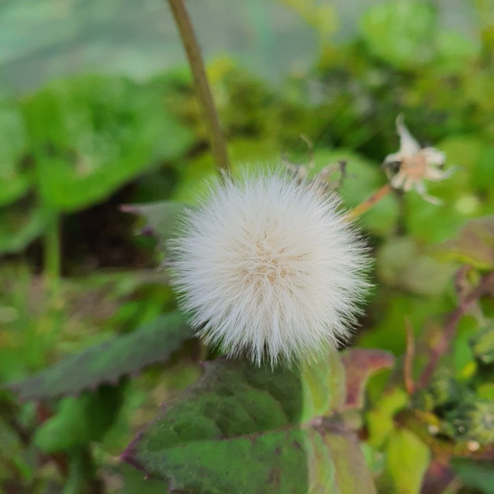 민들레 홀씨