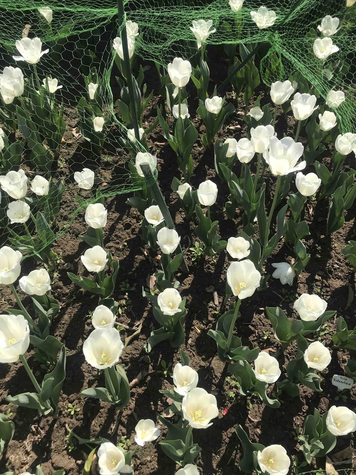 tulips