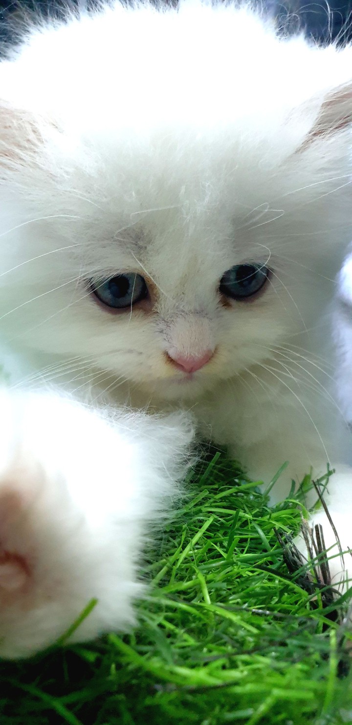 kitten