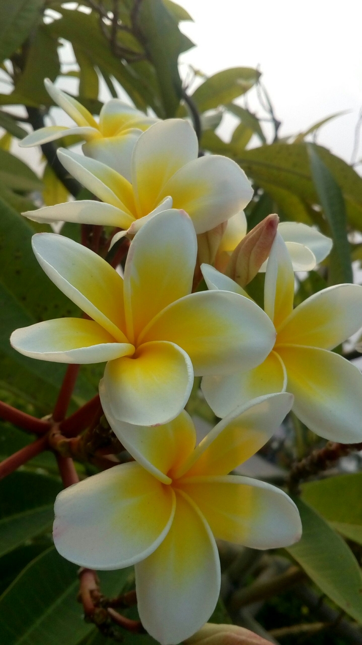 white flowers