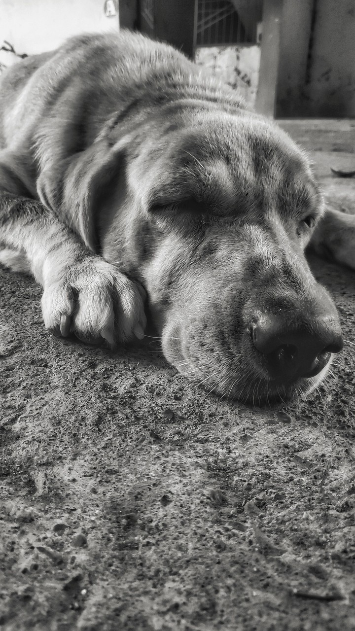 doggy