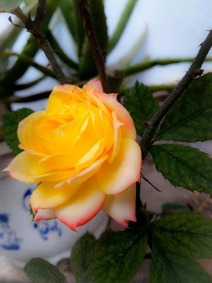 rose