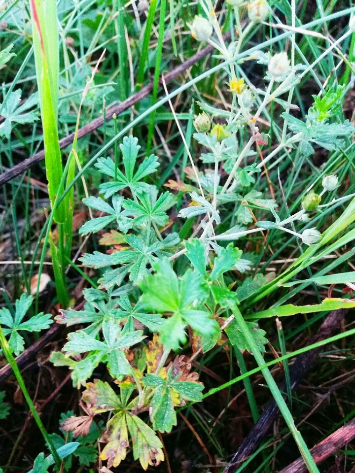 Herbs