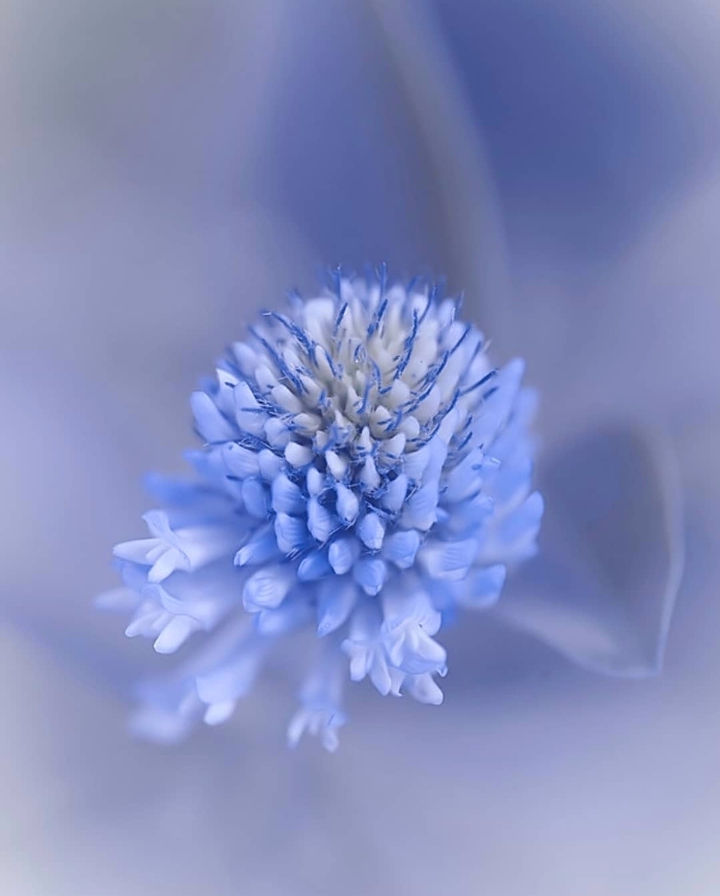 Babyblue