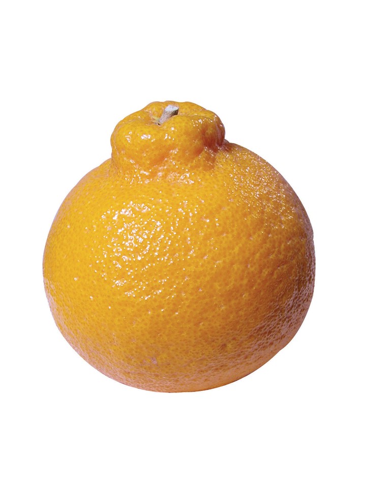 음식이미지