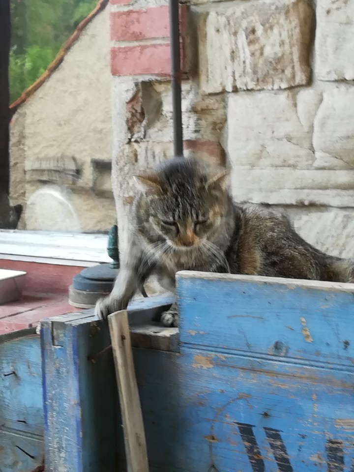 cute cat