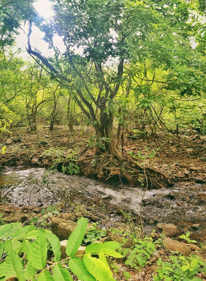 my click forest trees