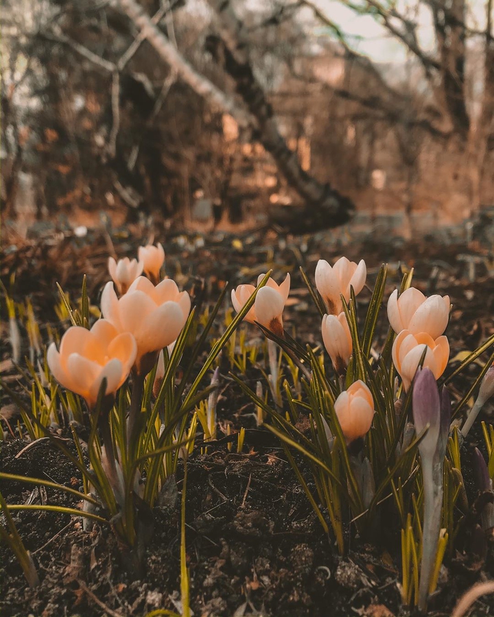 die Blumen