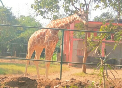 giraffe