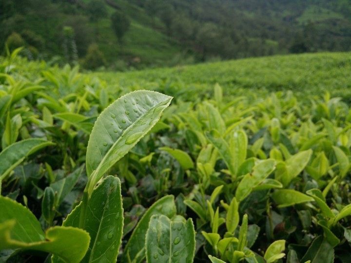 click from Munnar clicked with Oneplus One