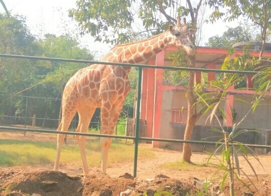 giraffe