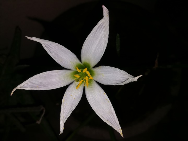White flower