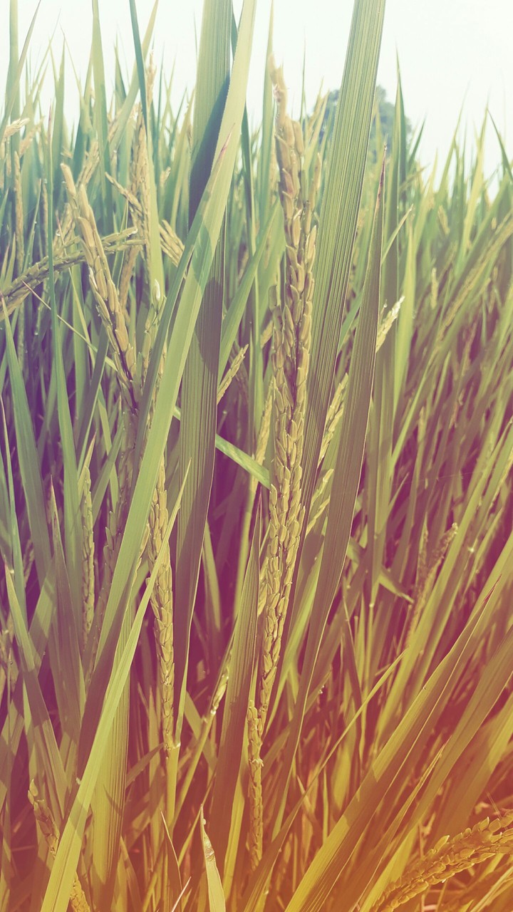 Farms