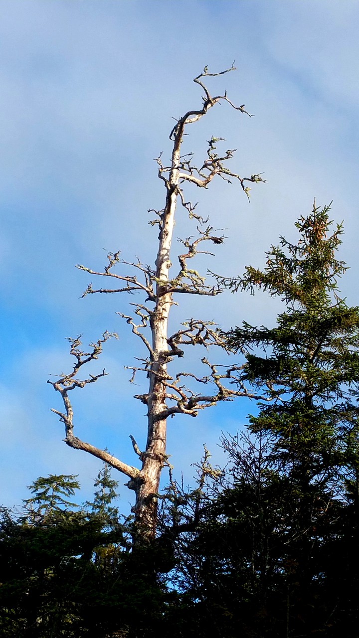 crooked tree
