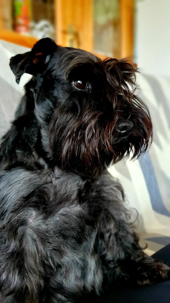 Sindy