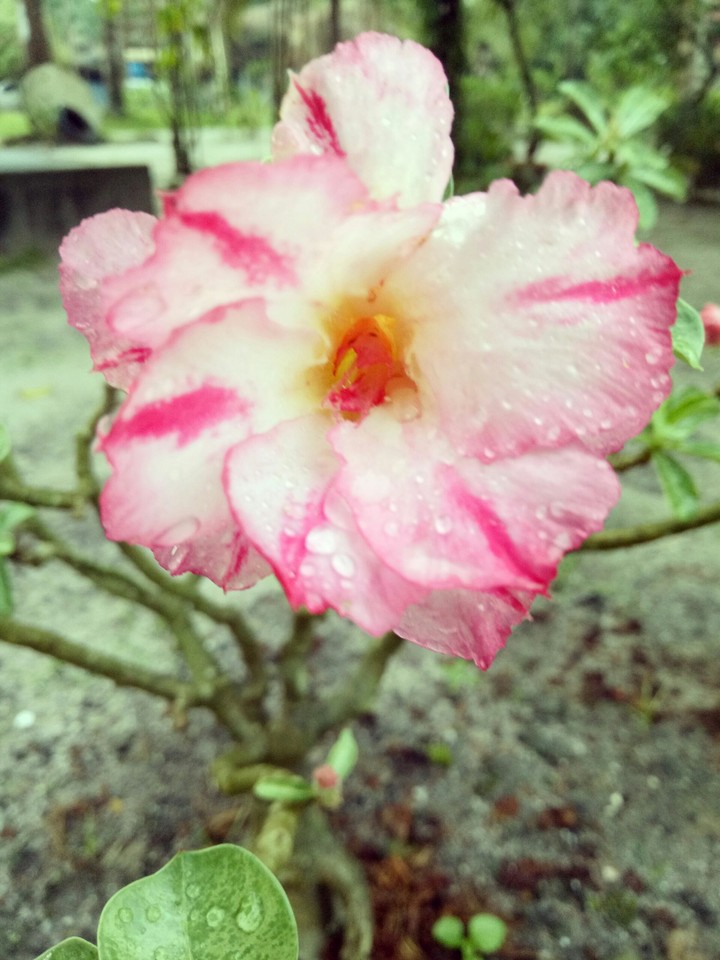flower