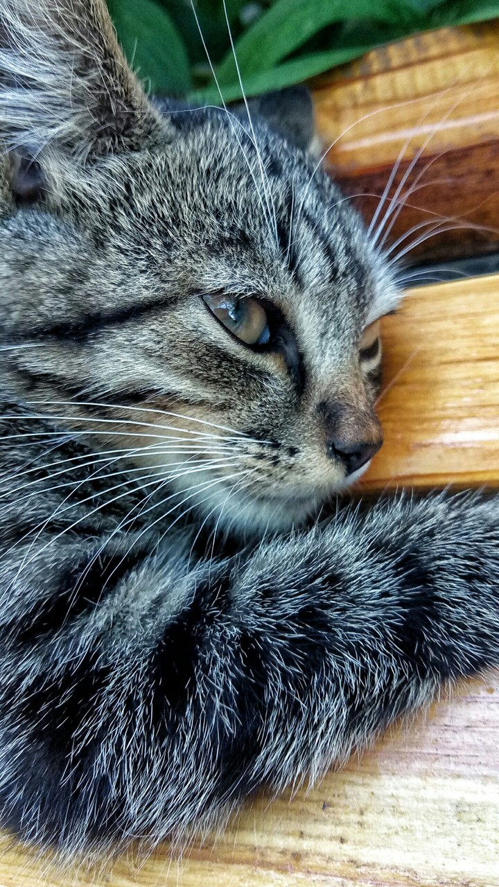 кот