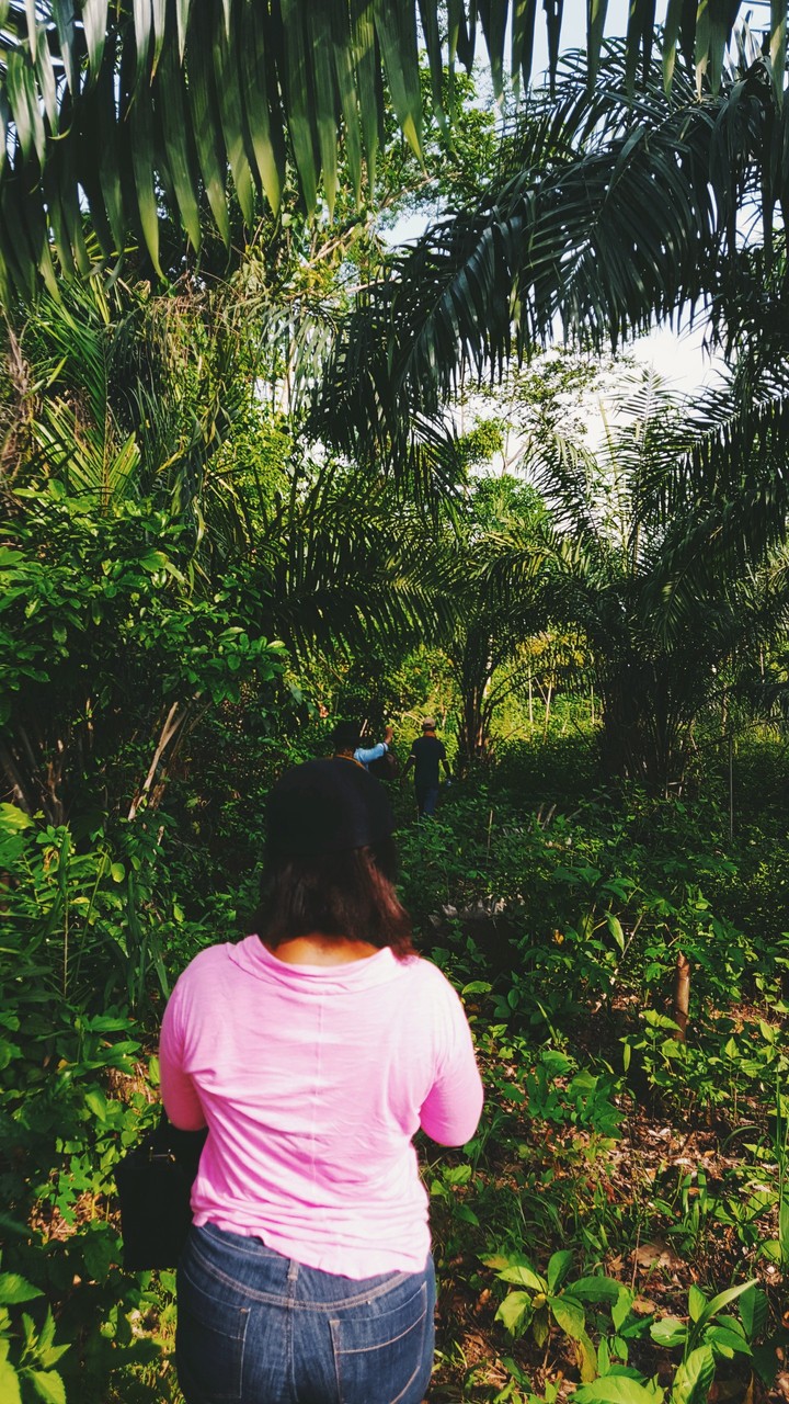 Jungles of Africa
