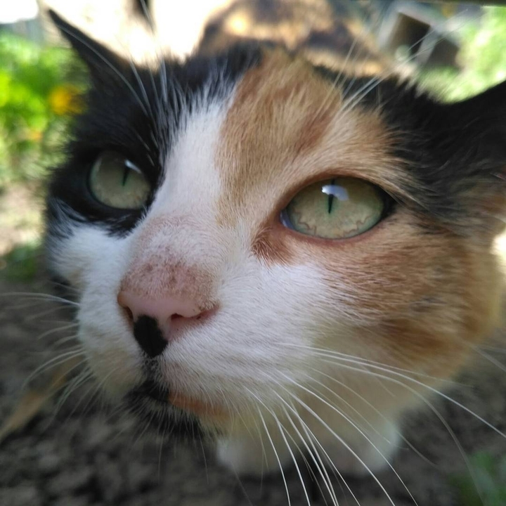 cat