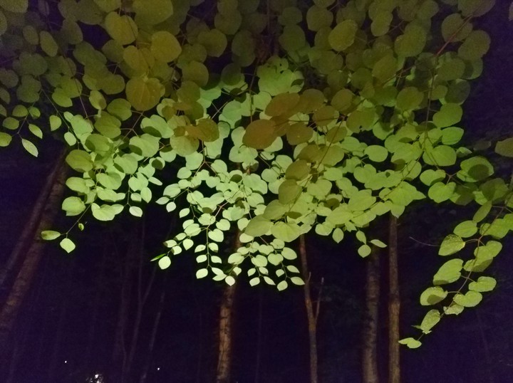 nightgreen
