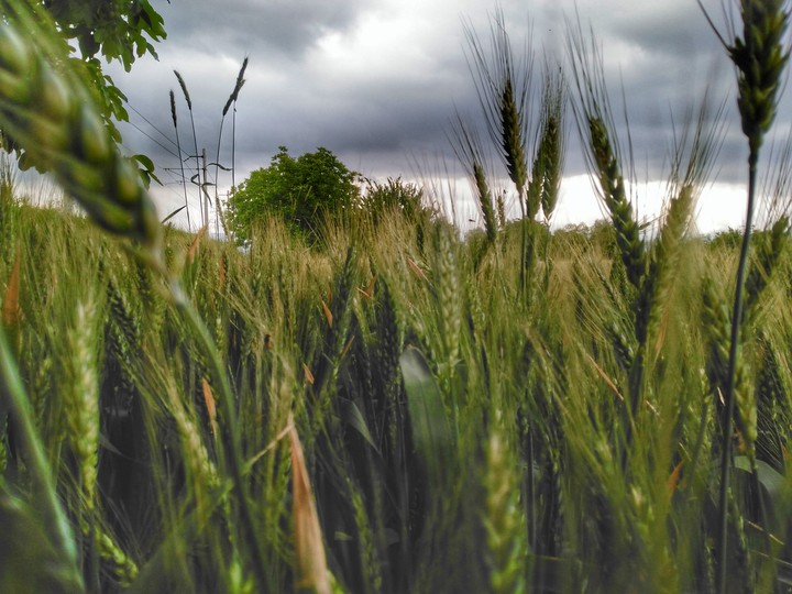 Spike Wheat