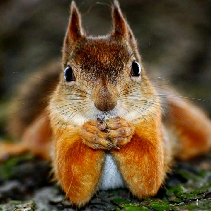 Trop mignon