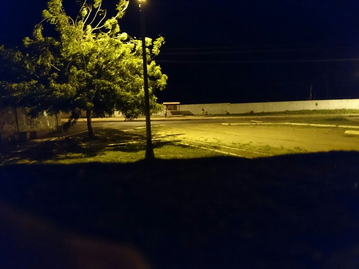 noturno arbusto
