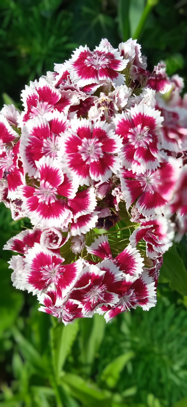 summer flowers