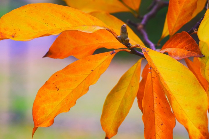 Autumn
