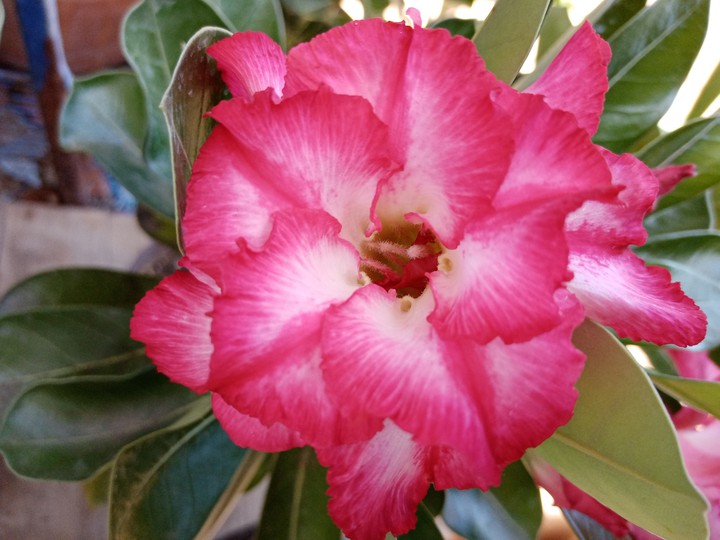 Rosa del desierto