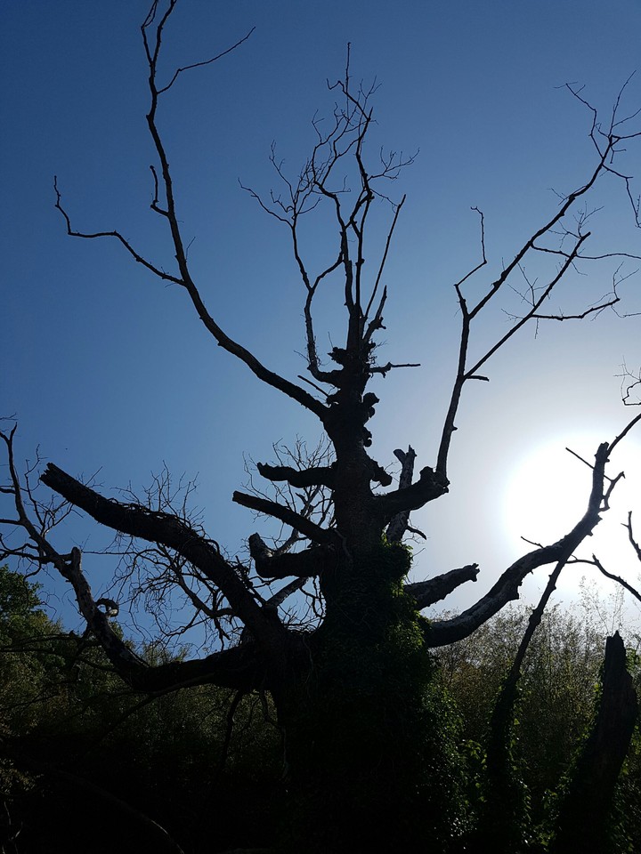 tree