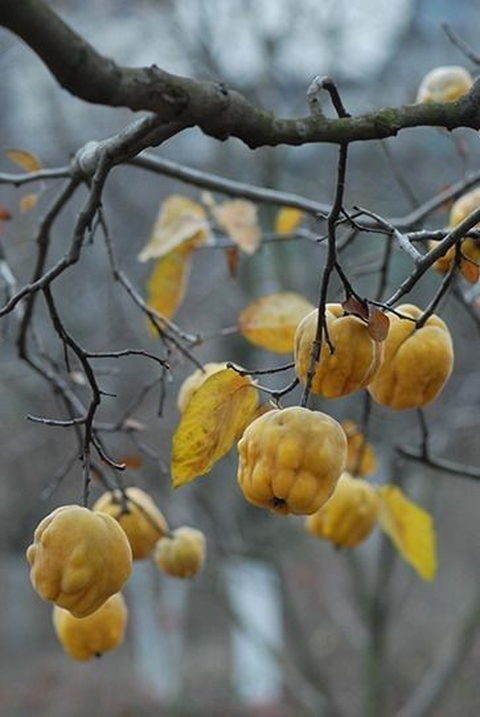тапети Yellow, ebenaceae