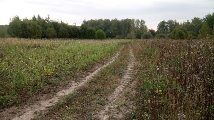 Полевая дорога