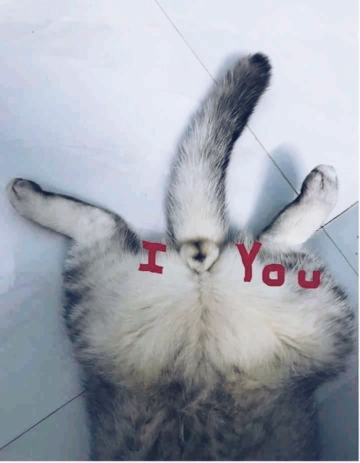 I_love_you
