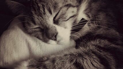 pussy cat