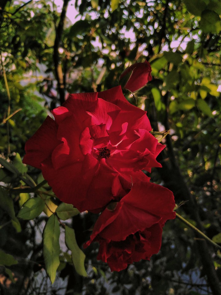 red roses in nature