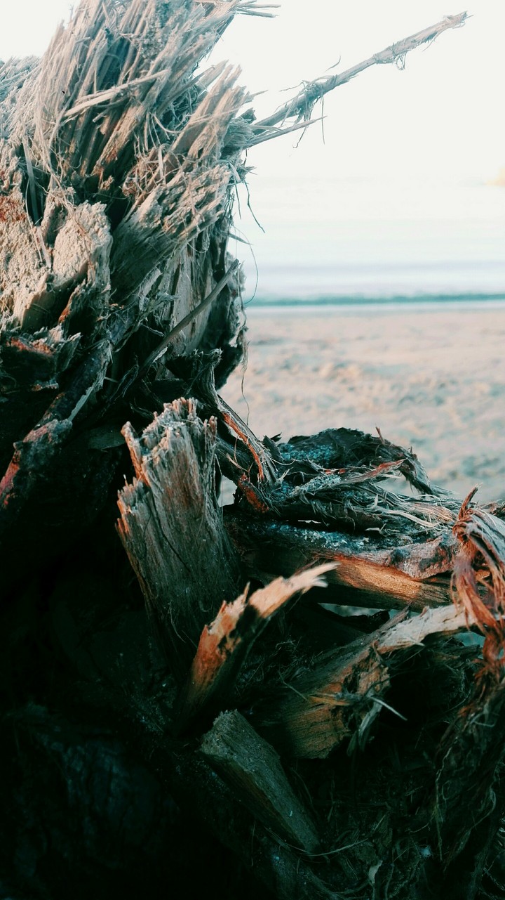 Wood on the beach