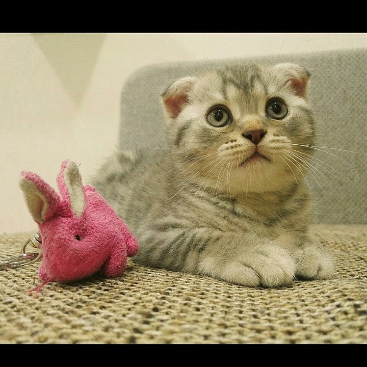 Котенок