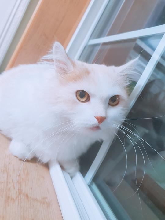 뽀얀 고양이