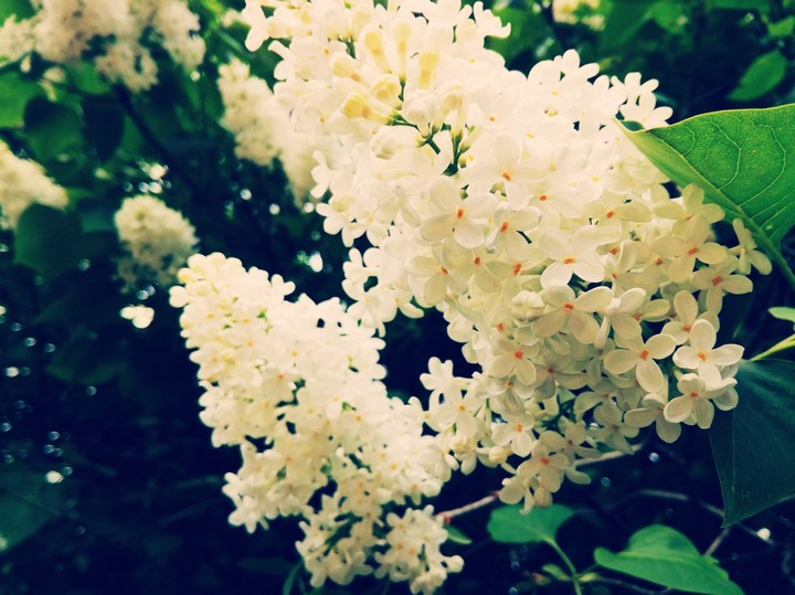 White lilac