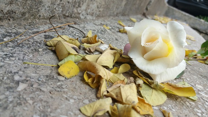 White Rose