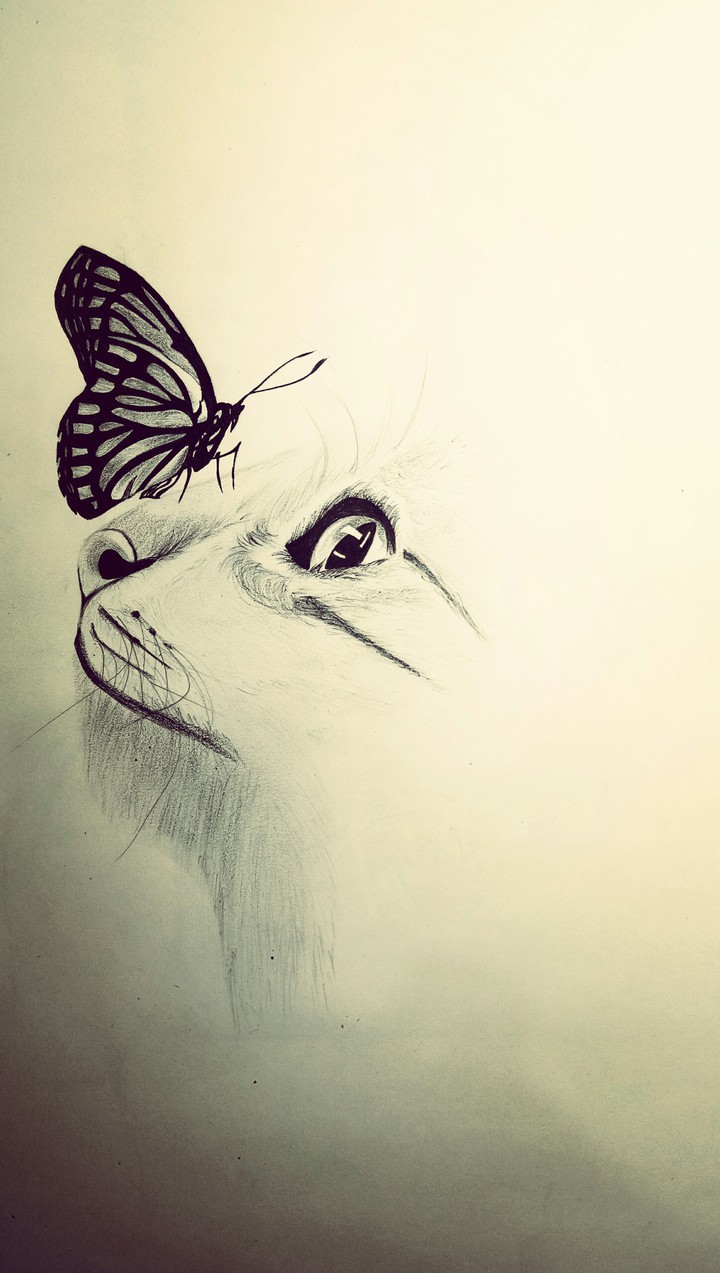 butterfly sketch