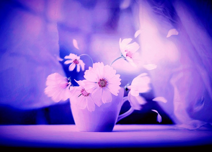 flores
