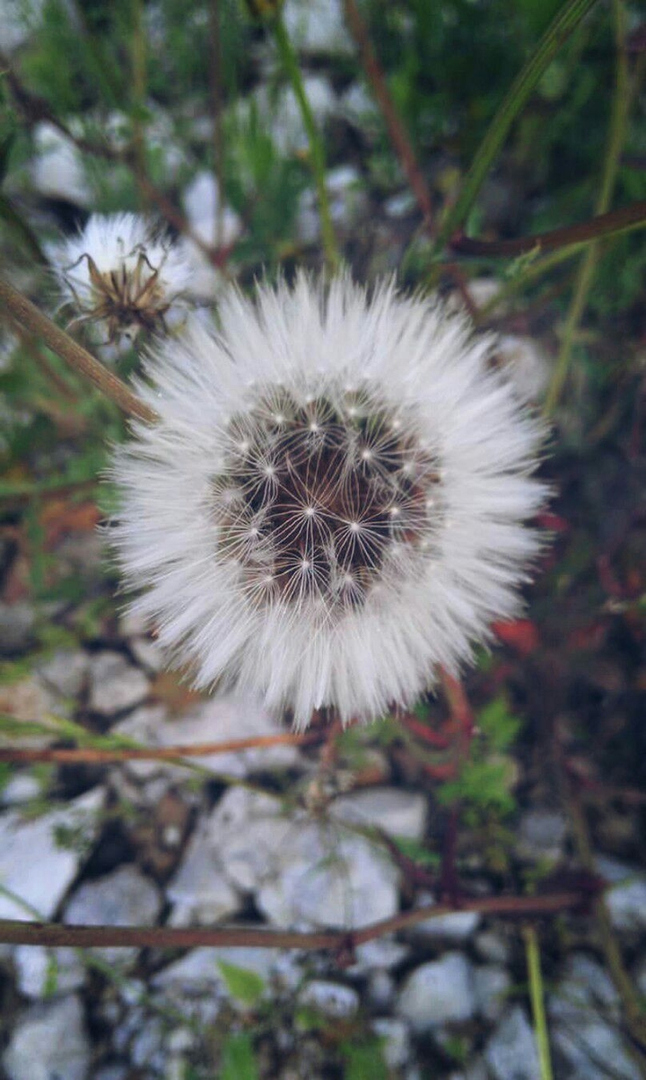 Fluffy !