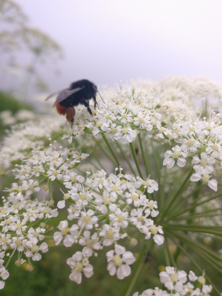 White flowers
