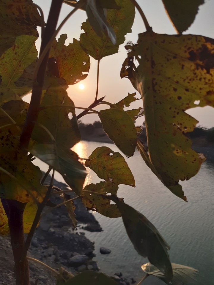 Sunset through leaves