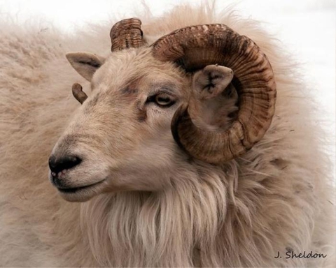 fonds d'écran goat-antelope, sheep