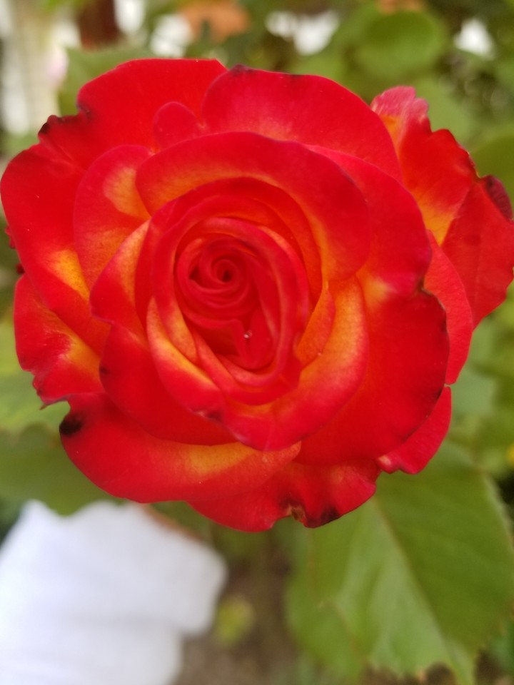 2017 garden